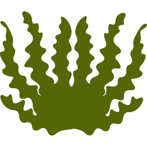 Sea Plant 2 Thumbnail