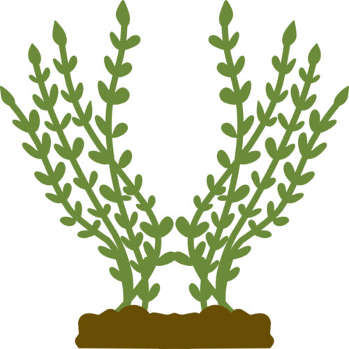 Plants 4 Thumbnail