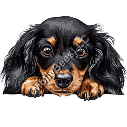Long Hair Dachshund Thumbnail