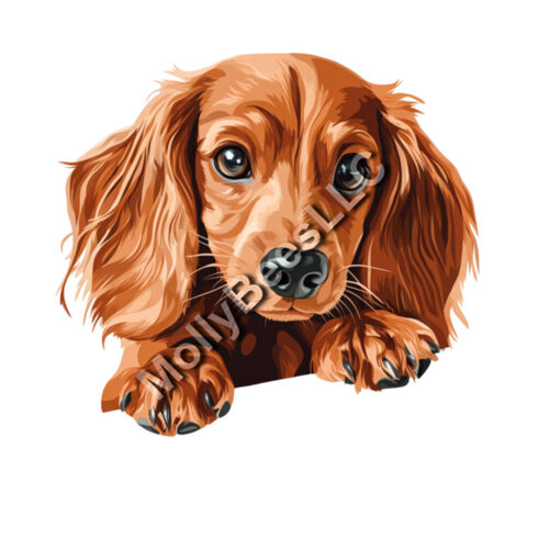 Long Hair Dachshund brown Thumbnail