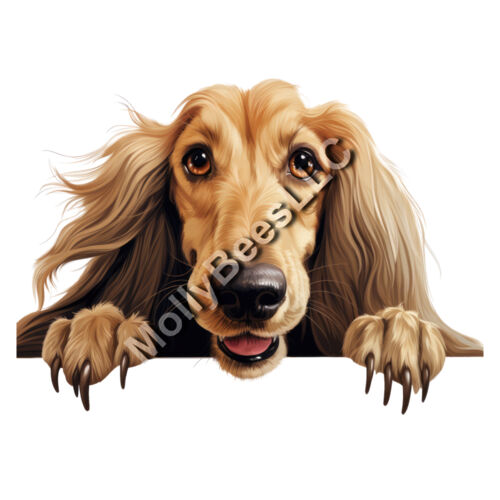 Afghan Hound  Thumbnail