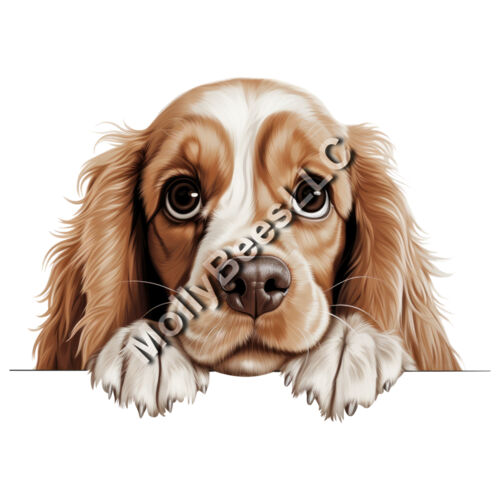American Cocker Spaniel  Thumbnail