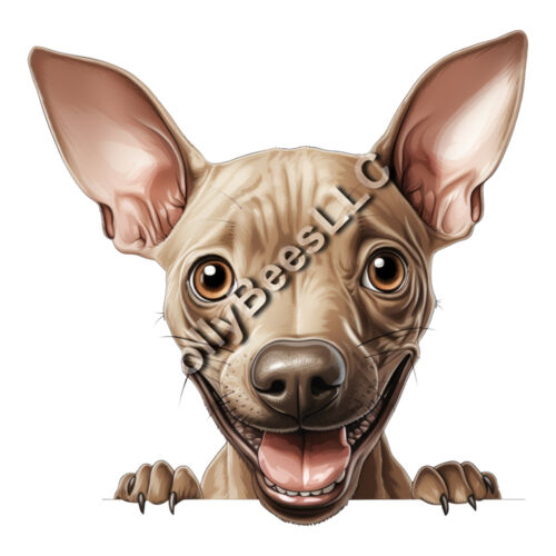 American Hairless Terrier Thumbnail