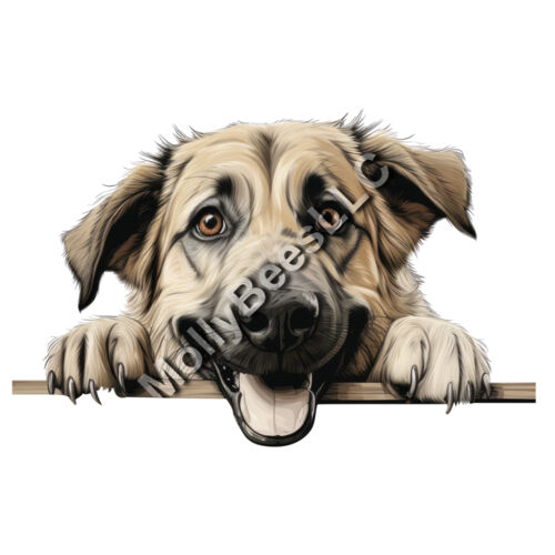 Anatolian Shepherd Thumbnail