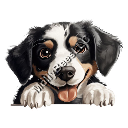 Appenzeller Sennenhund Thumbnail