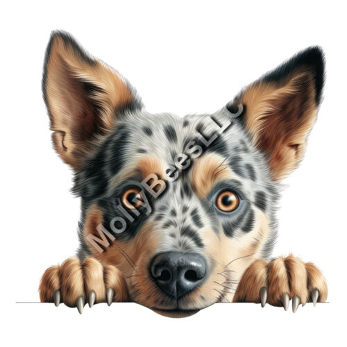Australian Cattle Dog  Thumbnail